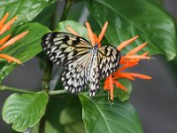 Tree Nymph Butterfly